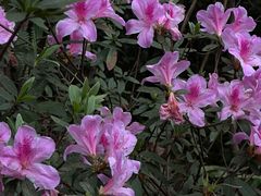 -阳台山森林公园