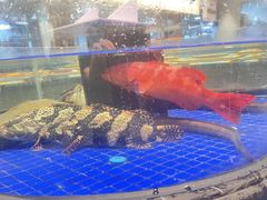 -高佳庄·舟山海鲜(海景旗舰店)