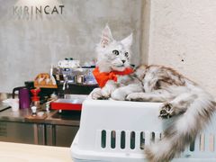 -十年猫舍·猫咪专门店(普陀店)