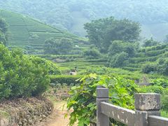 -龙坞茶村