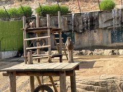 -大连森林动物园