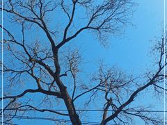 -北京大学燕东园