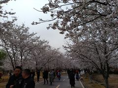 -天王浮山樱花园