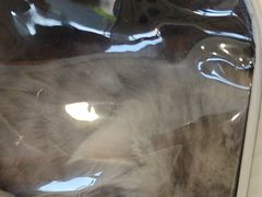 -瑞鹏宠物医院·骨科·猫科·内科(第一中心)
