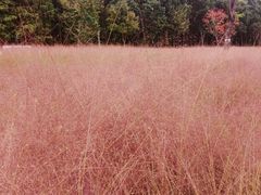 -昆山城市生态森林公园