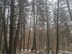 -帽儿山国家森林公园