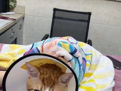 -动物缘宠物医院·骨科·猫科(西二环店)