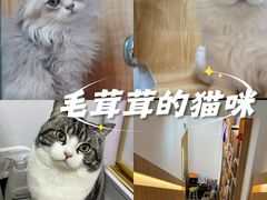 -山宅一喵德文卷毛猫舍