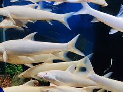 -沙沙哗啦海洋馆(华宇百花谷店)