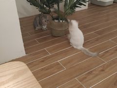 -猫友咖啡店(玉林西路店)