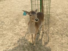 -北京麋鹿生态实验中心