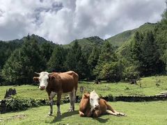-硗碛藏寨·神木垒景区