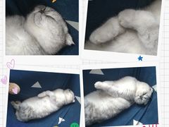 -猫音日语留学培训