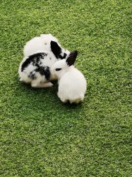 -萌宠亲子动物乐园(槐房万达店)