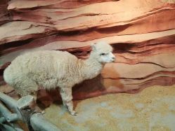 -酷嗒动物文化乐园(cutezoo西溪乐天城店)