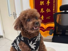 -派美特宠物医院·核磁CT·骨科肿瘤·疑难转诊(沈农禾丰店)