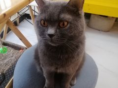 -我爱猫咪·猫咖·狗咖·安哥拉兔·羊驼咖(小寨华旗店)
