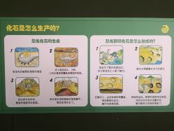 -恐龙探索乐园(磁器口店)