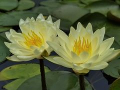 -陈家山荷花公园