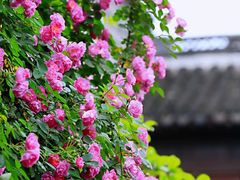 -老门东历史文化街区