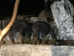 -清迈夜间动物园