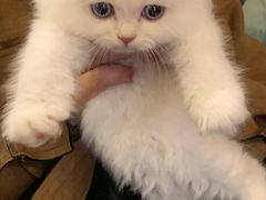 -猫爷宠物生活馆·撸猫馆
