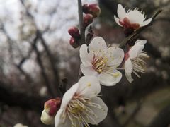 -无锡梅园公园