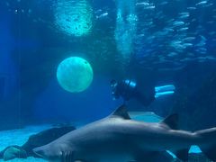-海合安成都极地海洋公园
