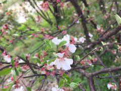 -新江湾城公园