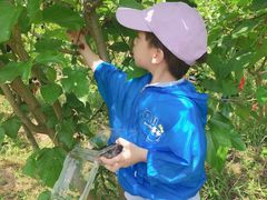 -南京小时候桑葚采摘园