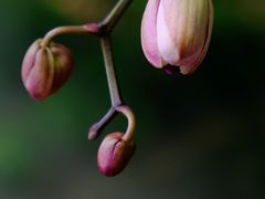 -厦门园林博览苑
