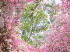 -深圳国际园林花卉博览园