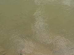 -上海鲜花港