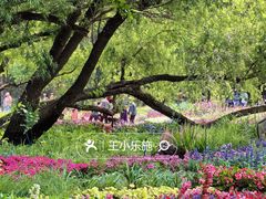 -海淀公园