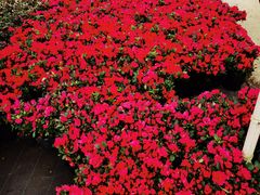 -龙大花卉苗木市场