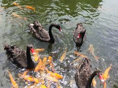 -海南热带野生动植物园