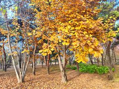 -国家植物园南园