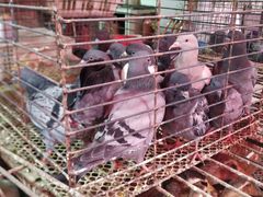 -树木岭集贸市场(劳动东路)