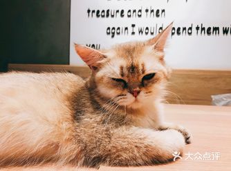 走到店门口就不想进去了。总之，这家猫咖真滴不错