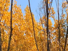 -森林公园(尖草坪区)