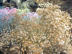 -L.C FLORA花予你(城西银泰城店)