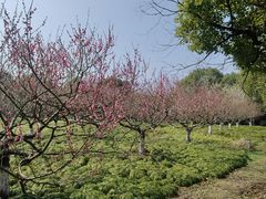 -上海海湾国家森林公园