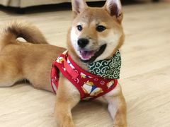 -豆柴町-柴犬主题狗咖(红鼎国际C座店)
