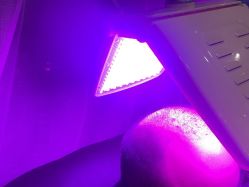 -碧莲盛·不剃发植发