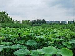 -大兴滨河森林公园