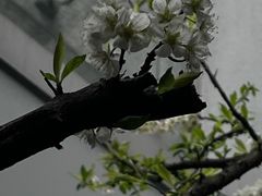 -铜锣湾·有麝自然香(渝北财富中心店)