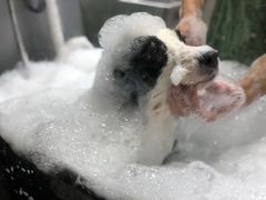 -PETKIT小佩宠物(昭化店)