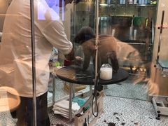 -momokira米努特·德文卷毛猫·棉花面纱犬