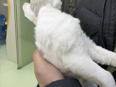 -瑞鹏宠物医院·宠保定点·心脏科·内科(御桥分院)