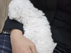 -萌兽医馆·绝育·24小时内科·宠物医院(德胜店)